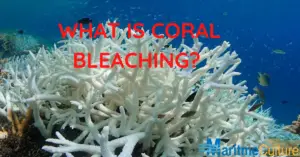 What is coral bleaching?