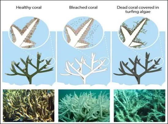  coral bleaching