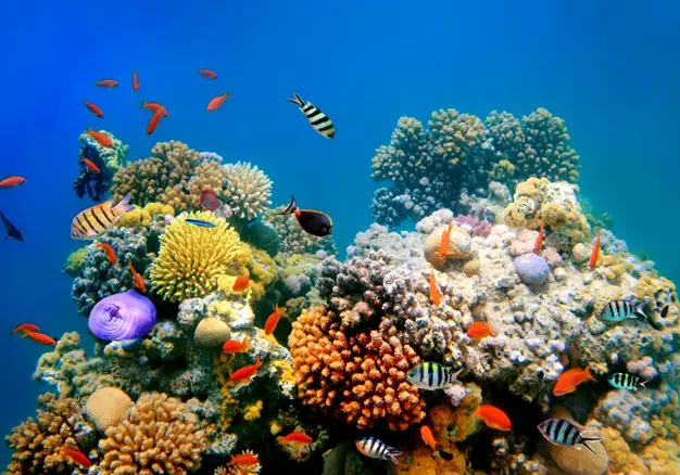 coral reefs