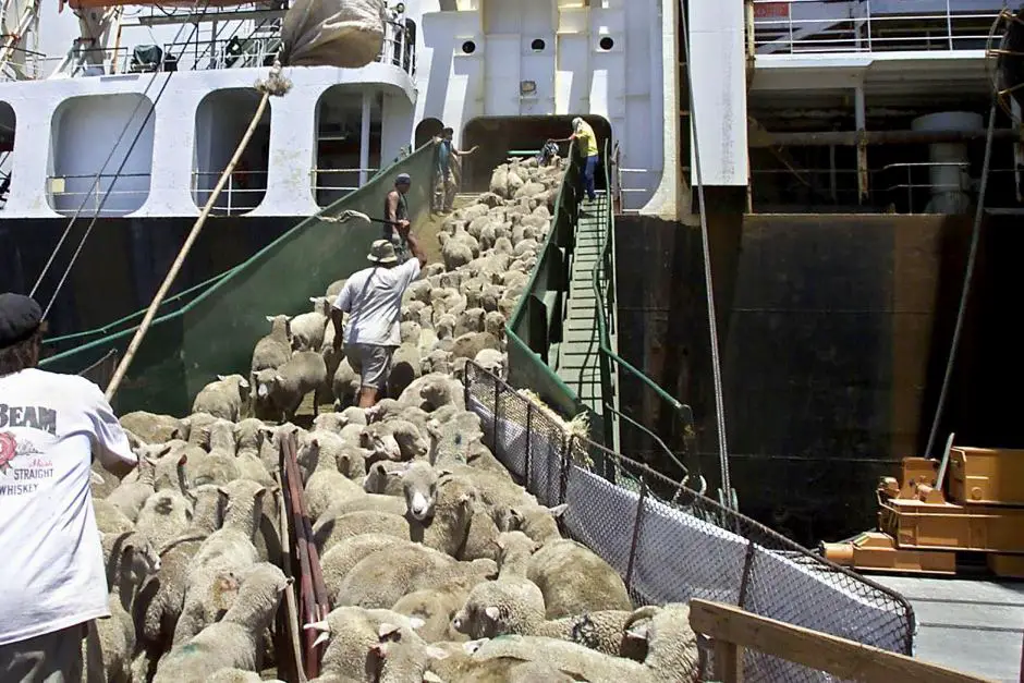 livestock-carrier-loading-sheep